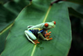 Red-eyed Tree Frog in a tree