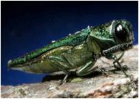 Emerald ash borer, originally from East Asia, has invaded forests in the eastern and midwestern United States.  The beetle has decimated ash trees in these areas.