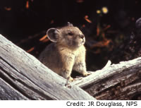 American Pika