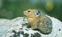 American Pika