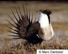 Greater Sage-Grouse Photo