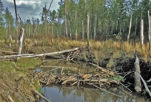Beaver dams like this one help to create wetlands. FWS photo.