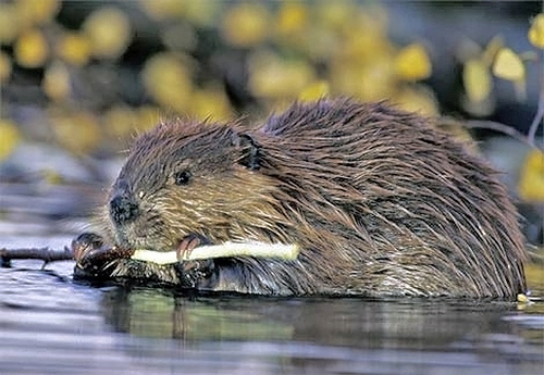 Beavers are one of the few animals that significantly modify the environment in which they live. 