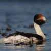 Appeal launched for Patagonian grebe