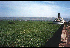 Water hyacinth at Port Kisuma, Africa (Photo: Aquarius Systems, Wisconsin, USA) - Click for full size