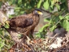 Crested Serpent-Eagle