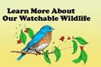 Learn About Tennessee's Watchable Wildlife