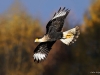 Crested Caracara