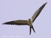 Swallow-tailed Kite