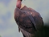 Indian White-rumped Vulture