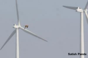 Common Kestrel