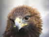 Golden Eagle