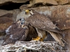 Prairie Falcon