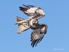 Red-tailed Hawk