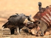 White-backed Vulture