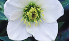 Plant of the week: Helleborus niger