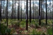 Fig. 1. Pipe array in pine flatwoods - click to enlarge