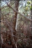 Fig. 3. Tree pipe in shrub wetland - click to enlarge