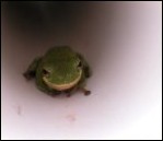 Fig. 6. Hyla cinerea, Green Treefrog - click to enlarge