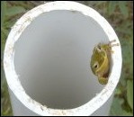Fig. 7. Hyla squirella, Squirrel Treefrog - click to enlarge