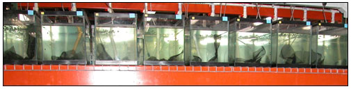 Lab aquaria w/ artificial refuges - click to enlarge