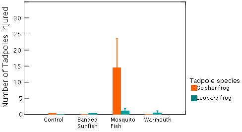 Tadpole Injuries - click to enlarge