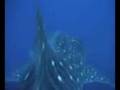 Islands In The Stream 2001: Whale Shark Close Encounter