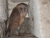 Barn Owl