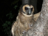 Brown Hawk Owl