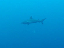 The team witnessed a reef shark cruising the midwater zone.