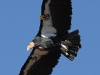 California Condors