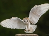 Barn Owl