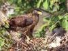 Crested Serpent-eagle