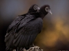 Black Vultures