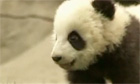 Panda cubs take first steps to independence in China - video