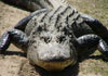 American Alligator (Alligator mississiippiensis) [Photo: Corbin, Ginger L., U.S. FWS] 