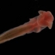 Marine Scientists Return With Rare Creatures From the Deep