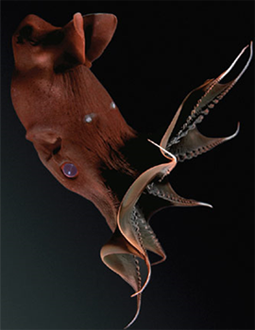 Vampire Squid