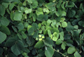 Thumbnail image of Kudzu (Pueraria montana var. lobata).   [Image modified from NBII Library of Images from the Environment photo by John J. Mosesso]