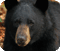 Bear Conservation