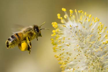 Biodiversity