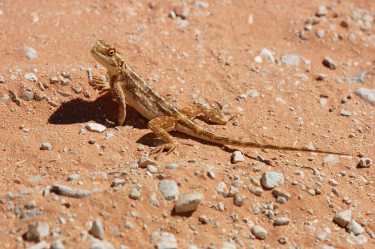 Leaping Lizards and Self-righting Robots