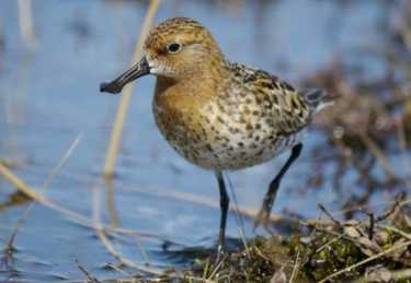 Spoon-billed Sandpipers Star at Slimbridge