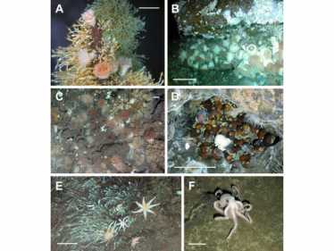 Vent beasts give clues to a whole new biogeography