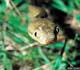 Brown tree snake