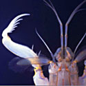 Erugosquilla massavensis/Erythrean mantis shrimp