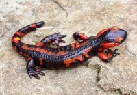 Common fire salamander (salamandra salamandra).  Photo © Roberto Sindaco.