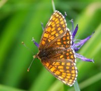 Nickerl's Fritillary (Melitaea aurelia).  Photo © Chris Van Swaay.