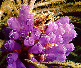 Tunicate picture