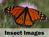 insect images
